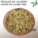 Feuilles de jujubier