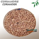 Coriander