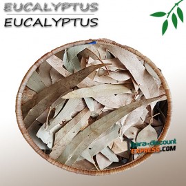 Eucalyptus