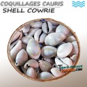 Shell cowrie