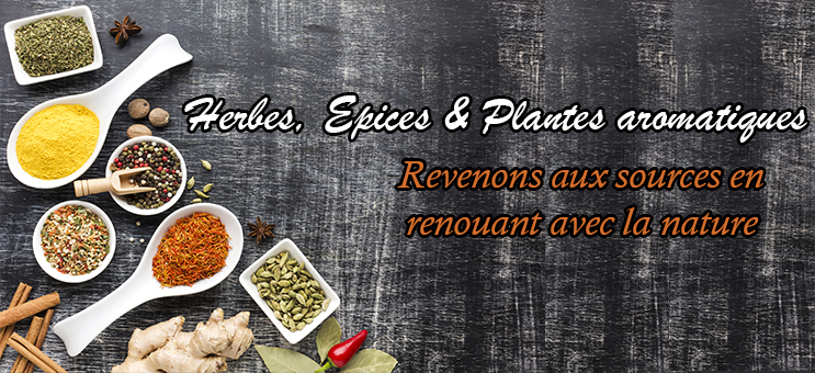 Plantes aromatiques et épices