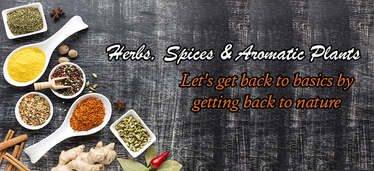 Aromatic plants and spices